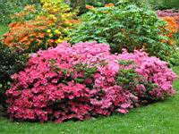 Azalees (54) (Photo F. Mrugala)